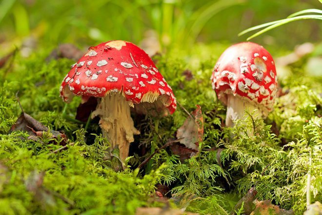 Campaign to legalise magic mushrooms gains momentum in California ...