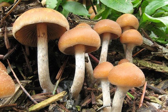 ​Magic mushrooms found to treat depression and PTSD in new study