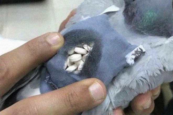 Pigeon carrying backpack filled with crystal meth detained at Canadian prison