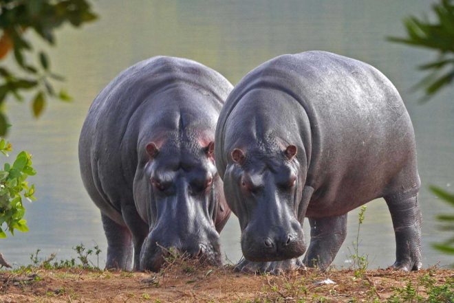 ​Pablo Escobar’s ‘cocaine hippos’ to be sterilised due to being an invasive species