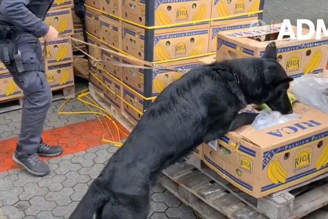 Italian sniffer dog uncovers three tonnes of cocaine in banana shipment