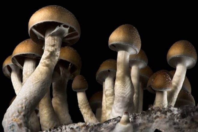 Scientists research mass production of magic mushrooms for the first time