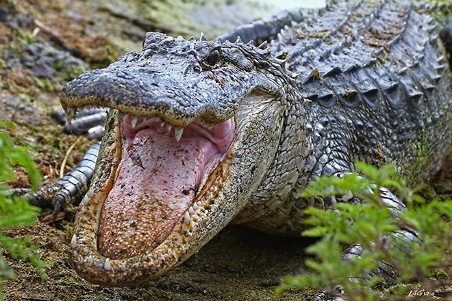 Warning issued for the rise of 'meth-gators' in ​Alabama