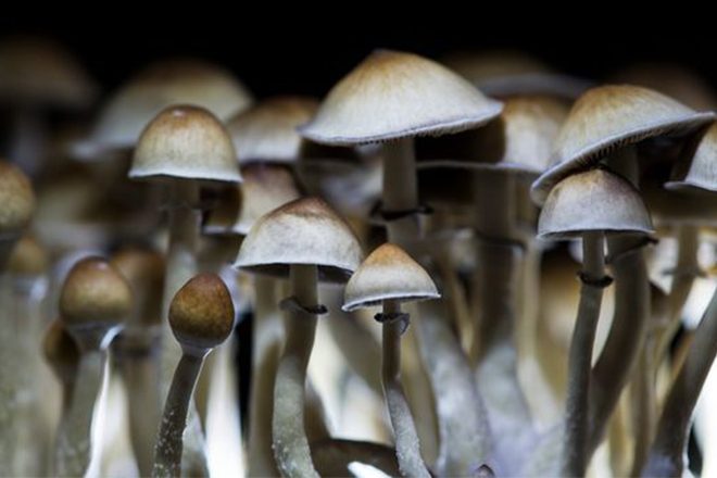 Oakland is the second US city to decriminalize magic mushrooms