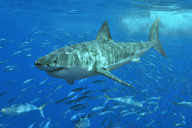 ​Sharks in Brazil are testing positive for cocaine, according to scientists