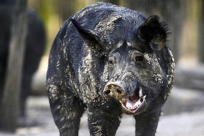 Feral hogs ravage a massive stash of cocaine