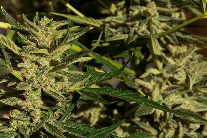 Jamaica is running out of marijuana