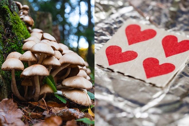 It turns out the high from microdosing LSD and 'shrooms might be a placebo effect