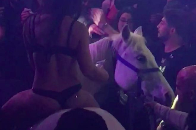 Miami increases animal ban following incident involving a horse in a nightclub