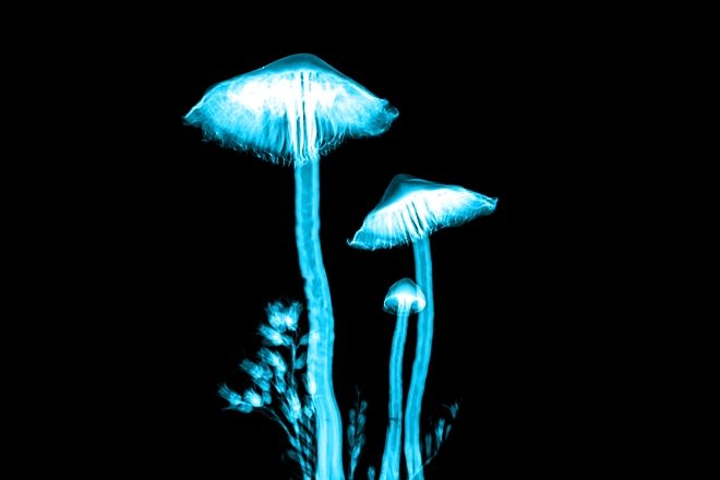 Magic mushrooms could help recovery from alcoholism, new research finds
