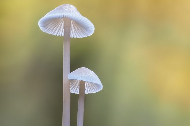 TikTok video shows that mushrooms can make trance-like music