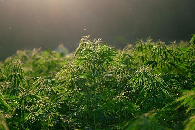 New York agrees to legalise recreational marijuana