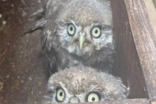 Owl chicks discovered beneath Glastonbury’s Pyramid Stage