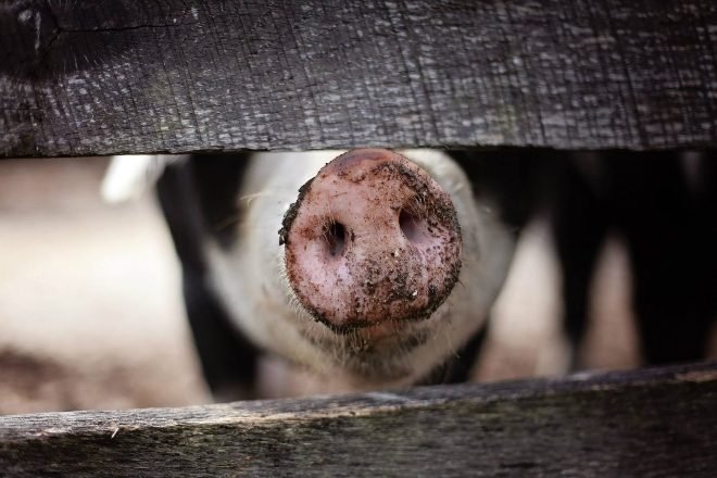 ​Six arrested at 100-person rave in a pig shed in Norfolk