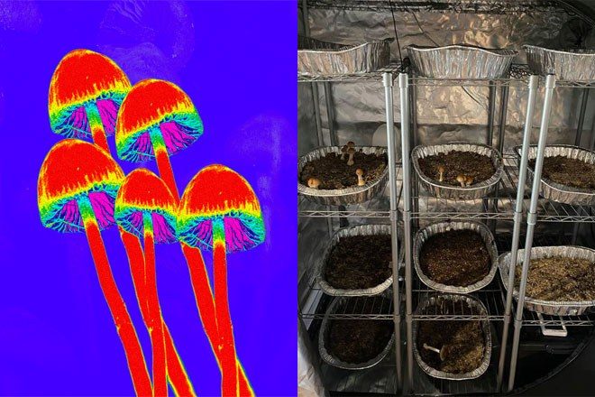 The first magic mushroom factory found in the UK for 20 years has been busted by police