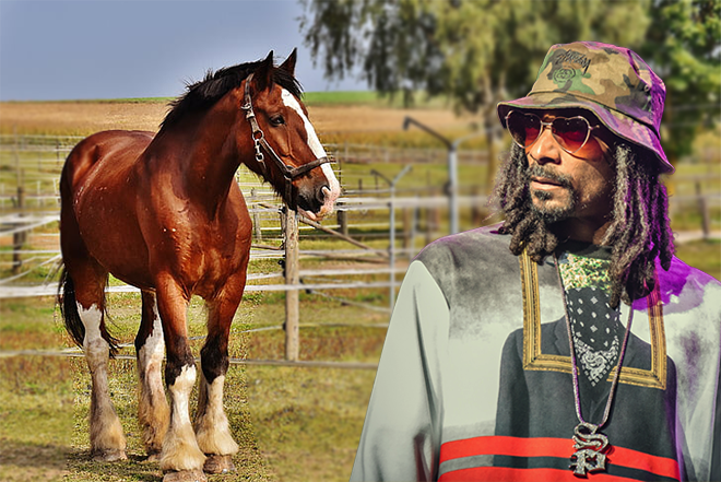 Snoop Dogg: "I don't fuck with horses"