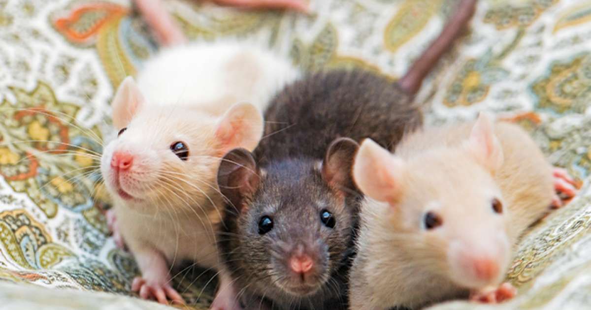 Turns out rats love dancing to 140 BPM too - News - Mixmag