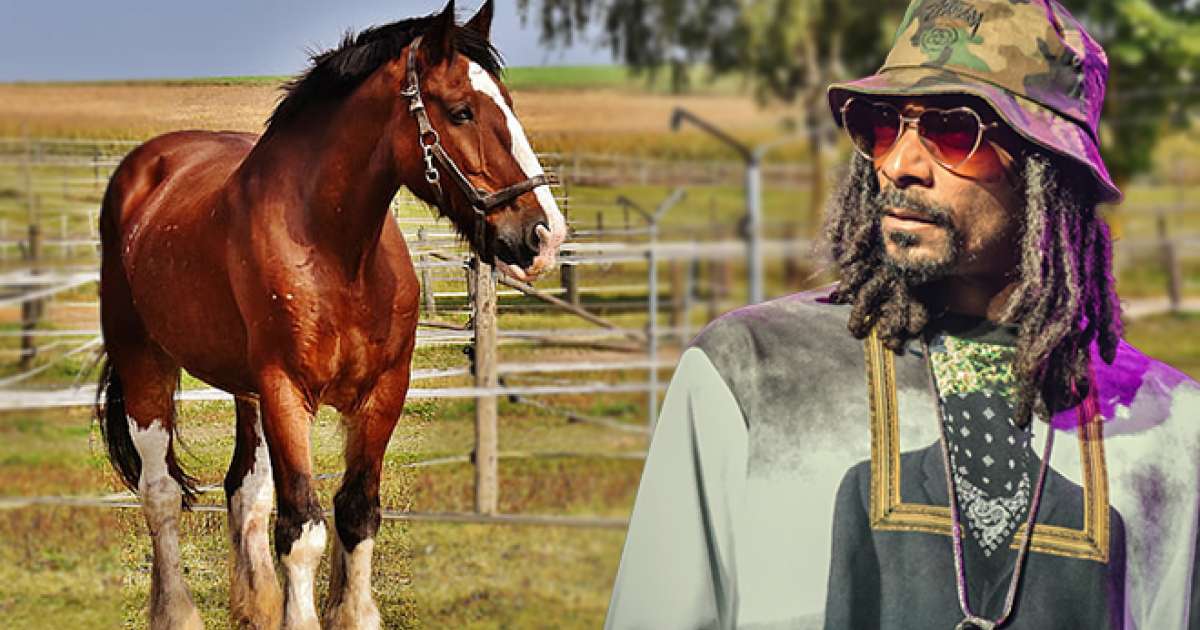 Snoop Dogg "I don't fuck with horses" News Mixmag