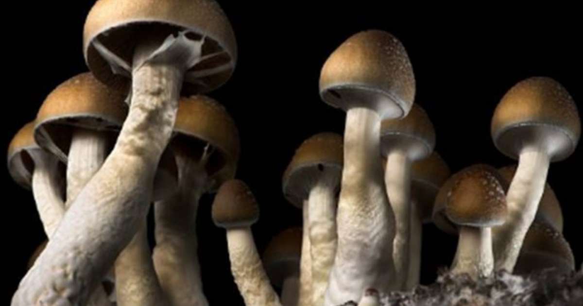 Magic mushrooms could be as effective as the most common ...