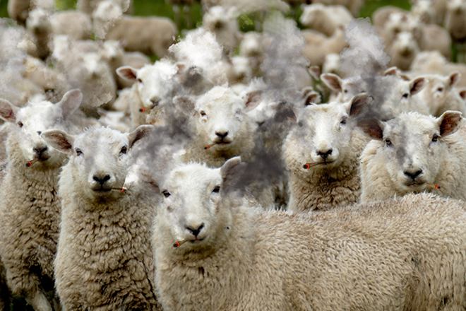 Herd of sheep caught eating 100kg of cannabis