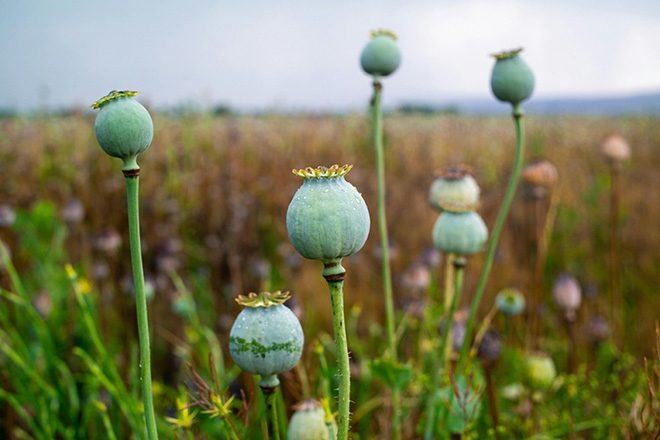 Thailand authorises medical use of opium and magic mushrooms